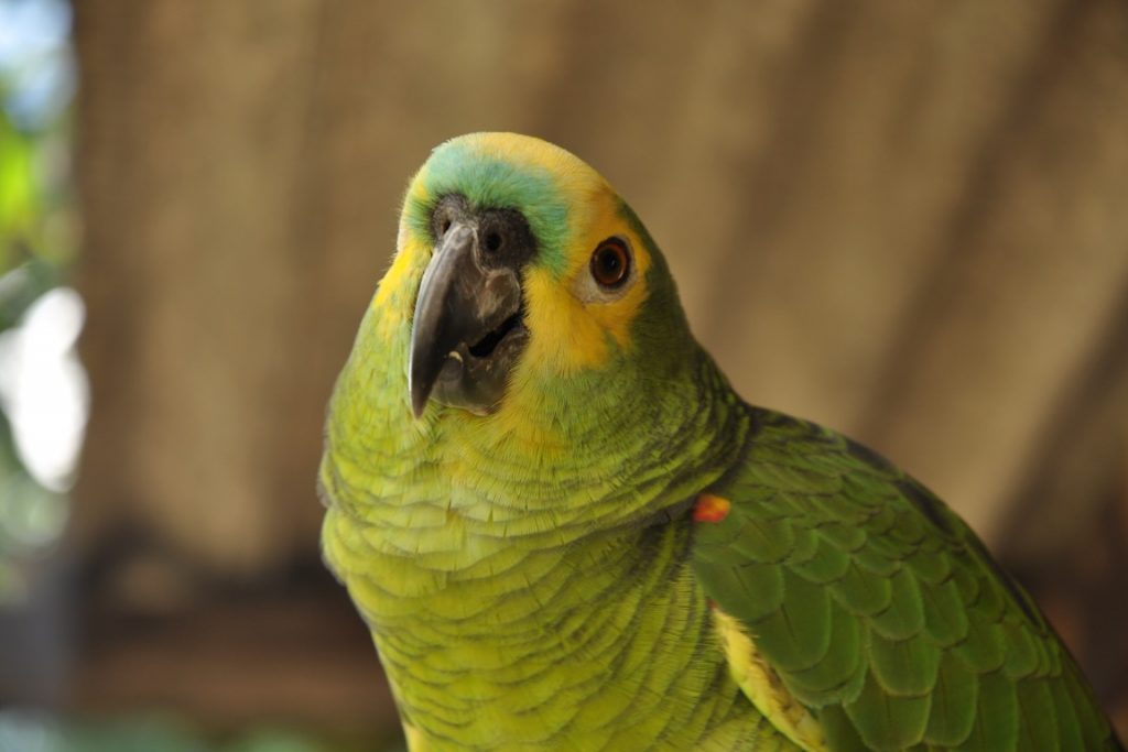 Como ensinar Papagaio a Falar